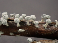 Didymium squamulosum