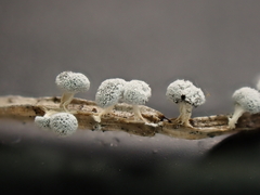 Didymium squamulosum