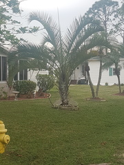 Dypsis decaryi