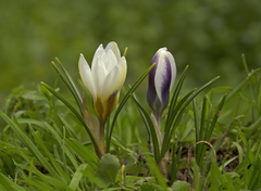 Crocus chrysanthus