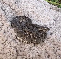 Bothrops