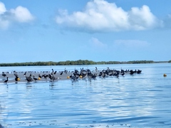 Nannopterum brasilianum