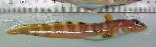 Canadian eelpout (Lycodes polaris) — Zoarcidae