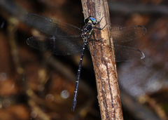 Eusynthemis nigra