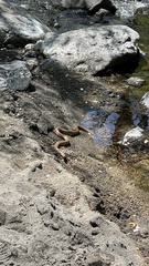 Euprepiophis conspicillata