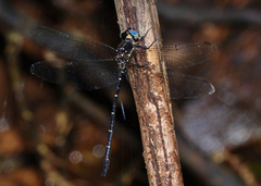 Eusynthemis nigra