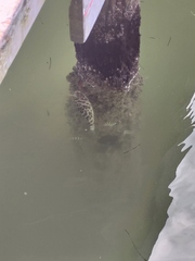 Sphoeroides testudineus