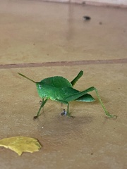 Orthoptera