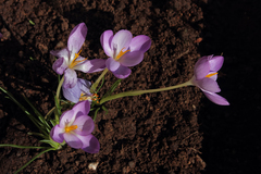 Crocus goulimyi