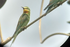 Merops persicus
