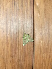 Triptila virescens