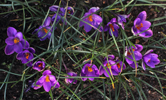 Crocus minimus
