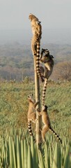 Lemur catta