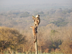 Lemur catta
