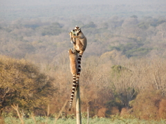 Lemur catta