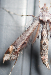 Anstenoptilia