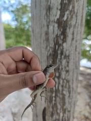 Anolis tropidonotus
