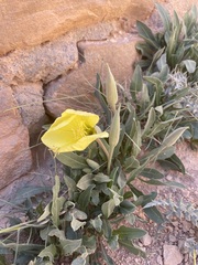 Oenothera howardii