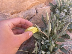 Oenothera howardii