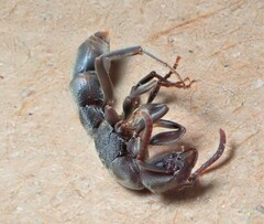 Platythyrea punctata