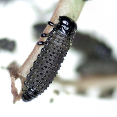 Paropsisterna agricola