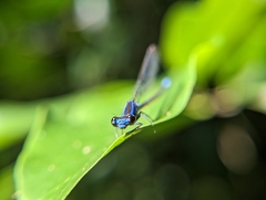 Argia gaumeri