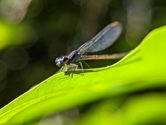 Argia gaumeri