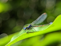 Argia gaumeri