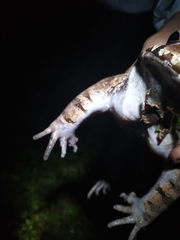 Leptodactylus savagei