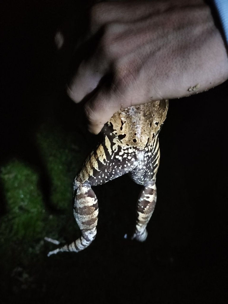 Savage's Thin-Toed Frog