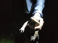 Leptodactylus savagei