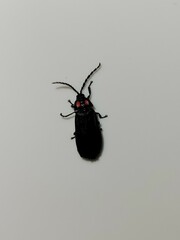 Pyractonema