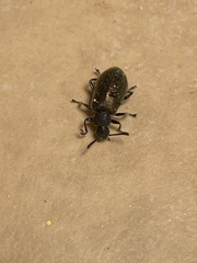Lagria villosa