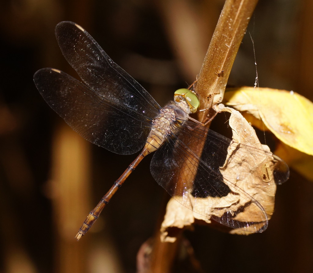 Short-tailed Duskdarter