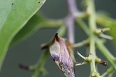 Ceresa ustulata
