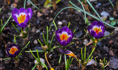 Crocus sublimis
