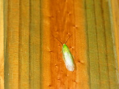 Panchlora