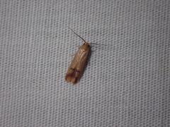 Tachystola hemisema