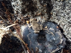 Duttaphrynus melanostictus