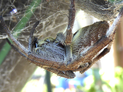Hortophora