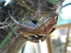 Hortophora
