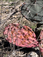 Opuntia macrorhiza