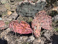 Opuntia macrorhiza