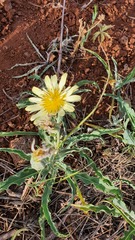 Tragopogon buphthalmoides