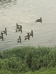 Branta canadensis