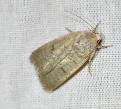 Caradrina aspersa