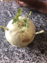 Brassica oleracea gongylodes