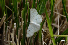 Scopula immutata