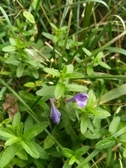 Scutellaria scordifolia