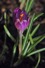 Crocus tommasinianus